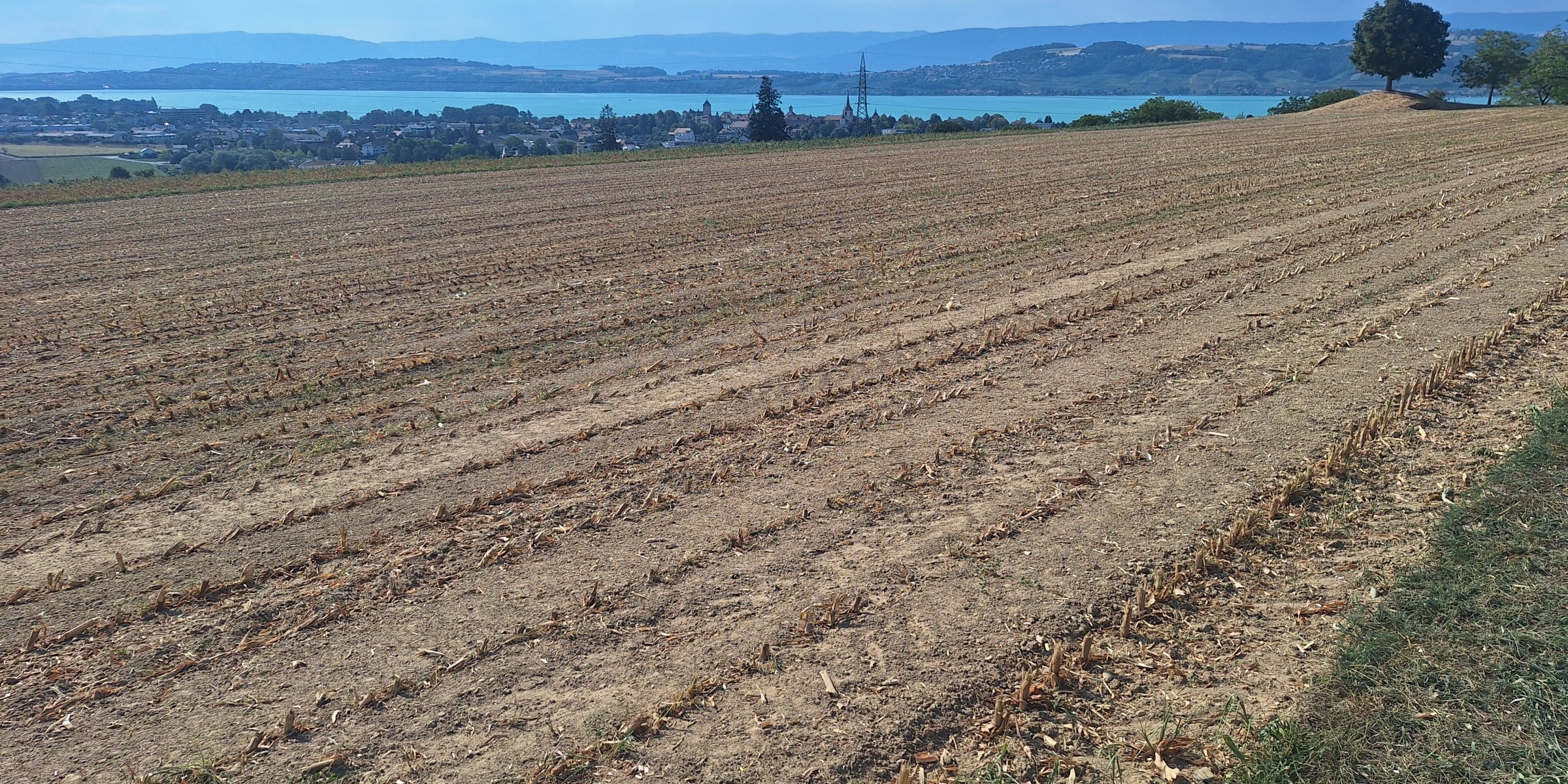 Foto zum Beitrag «gruyere- murten»