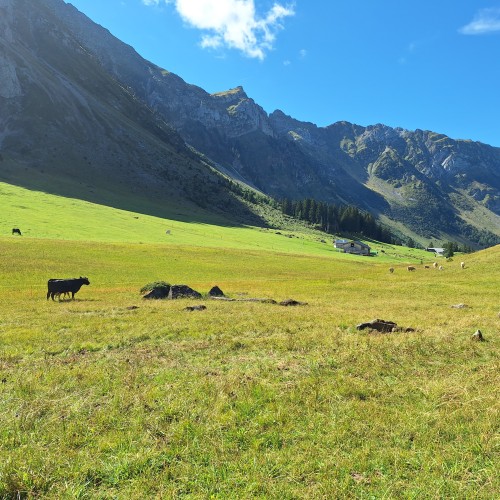 Teaserfoto zum Beitrag «risi säntis»