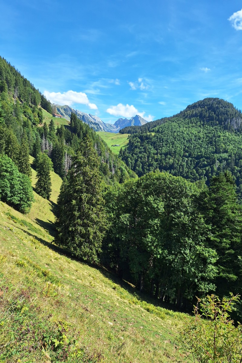 Foto zum Beitrag «risi säntis»