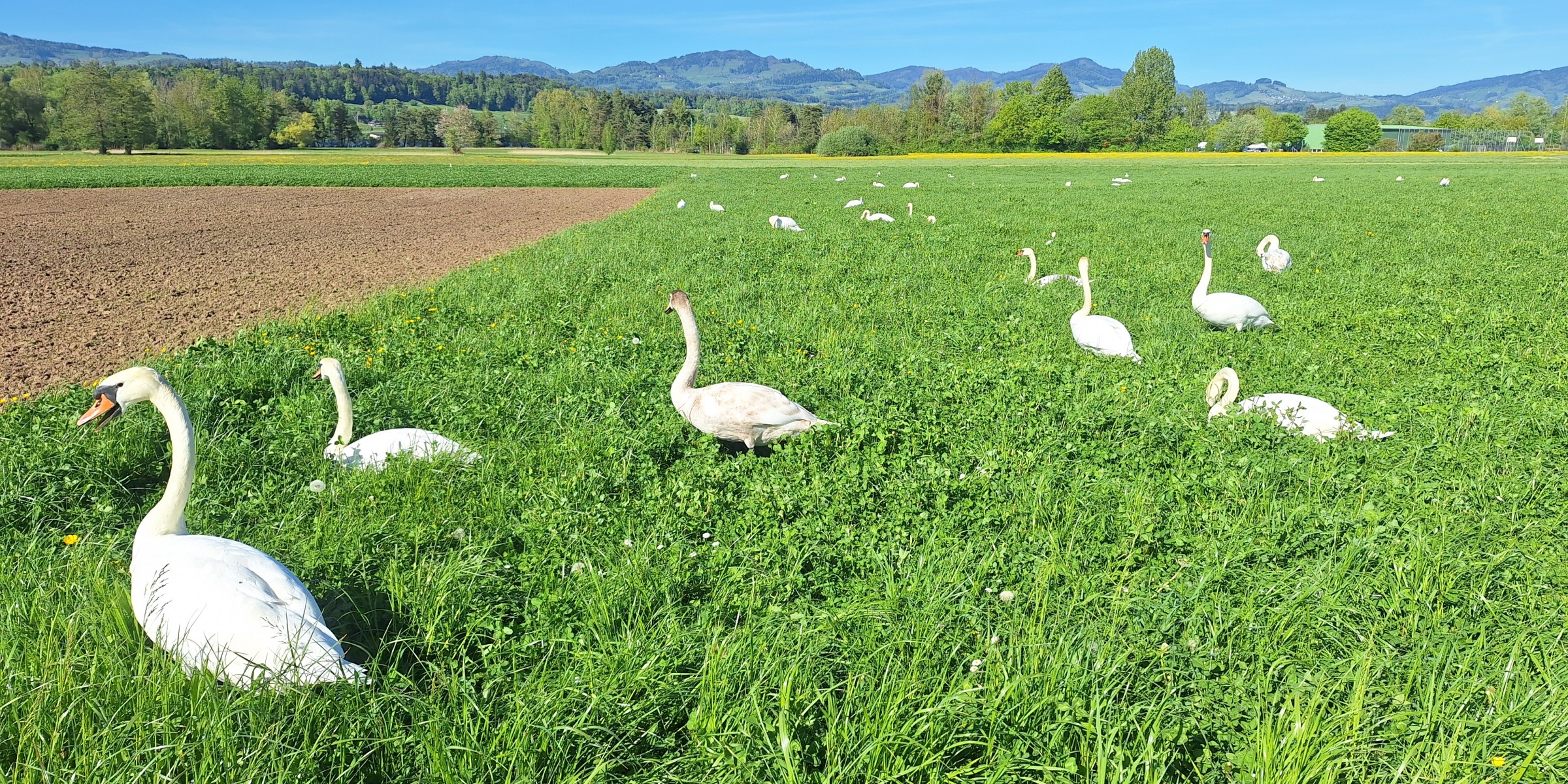 Foto zum Beitrag «sightseeing im frühling»